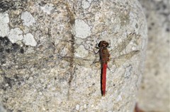 今日のトンボ　 (1)