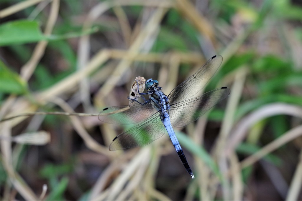 今日のトンボ (4)