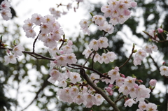 今日の桜