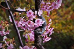 ヒヨドリと河津桜 (3)