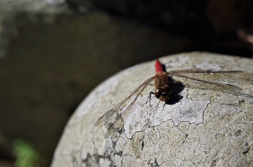 今日のトンボ　 (2)