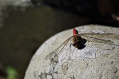 今日のトンボ　 (2)