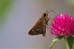 セセリとキバナセンニチコウ