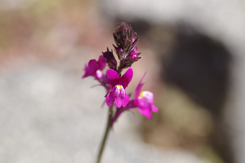 ヒメキンギョソウ