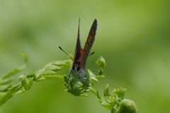 昨日のベニシジミ (2)