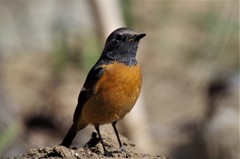 昨日のジョビ君 (2)