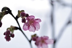 昨日の花