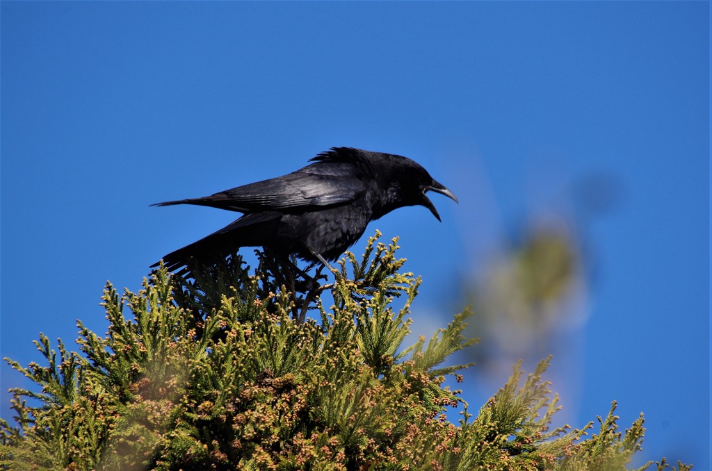 嫌われ者ですが・・・ (1)