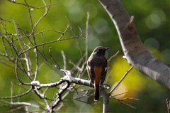 昨日のジョウビタキ (1)