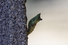 サナギになりました