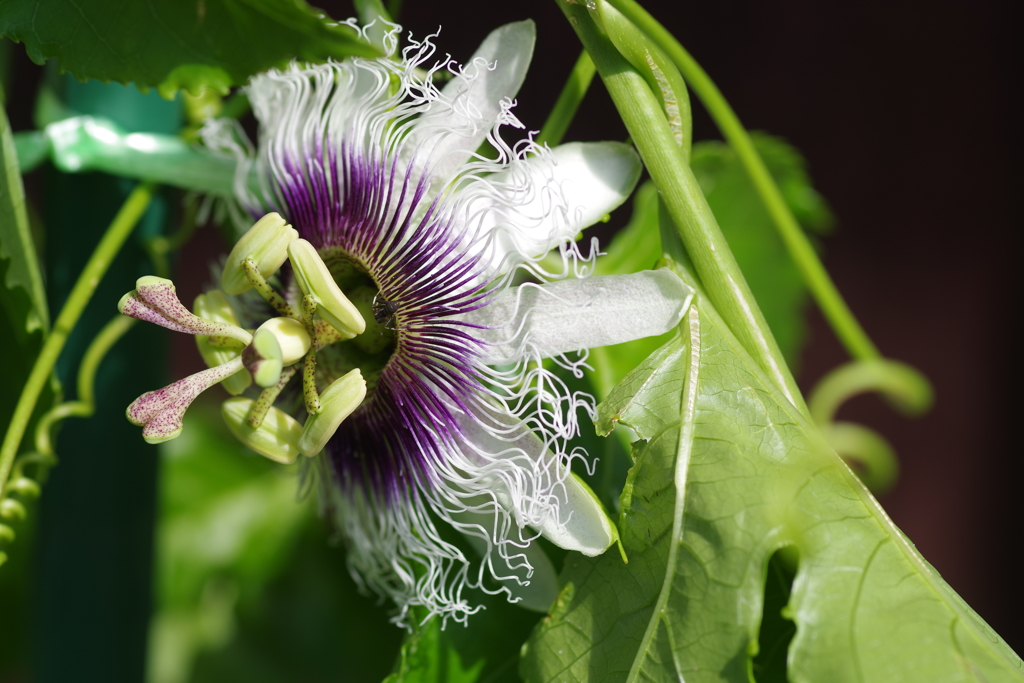 パッションの花