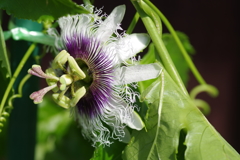 パッションの花