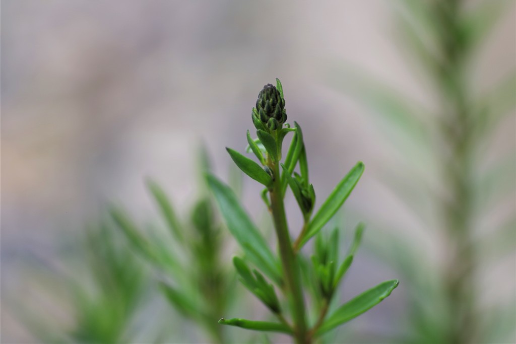 踏まれても・・