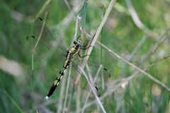 シオカラちゃん (1)