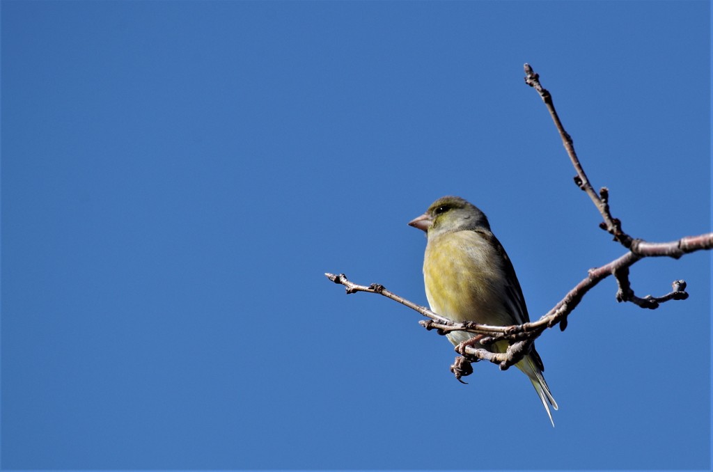 昨日のカワラヒワ (1)