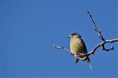 昨日のカワラヒワ (1)