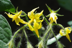 ミニトマトの花