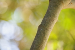 コンマ数秒後のツクツクボウシ