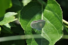 昨日のシジミチョウ (1)