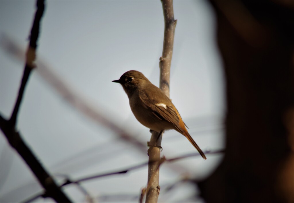 昨日の鳥 (2)