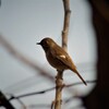 昨日の鳥 (2)