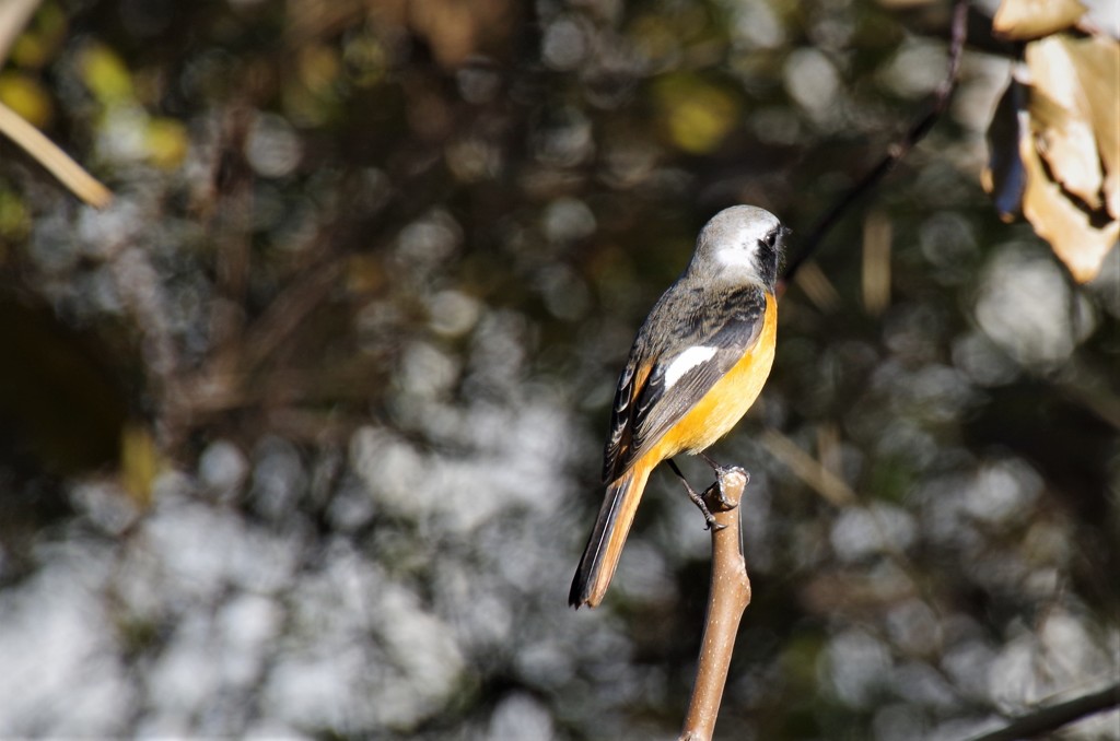 昨日のジョビ君 (2)