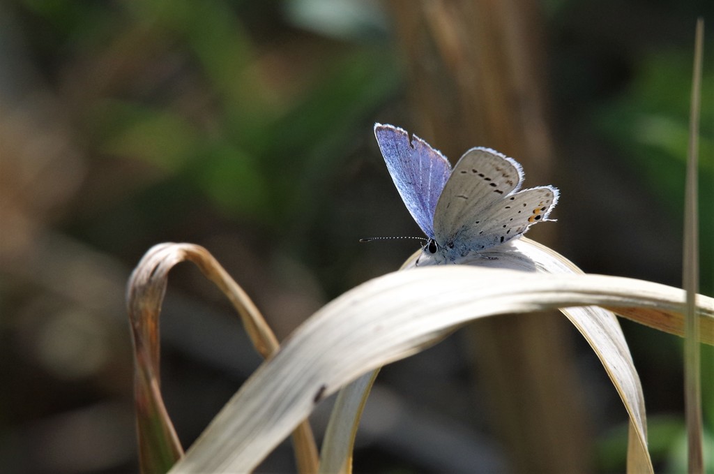 ツバメシジミ (2)