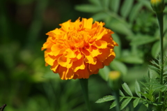 マリーゴールド