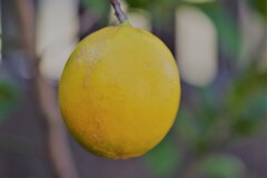 庭先にて