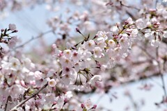 春 (2)