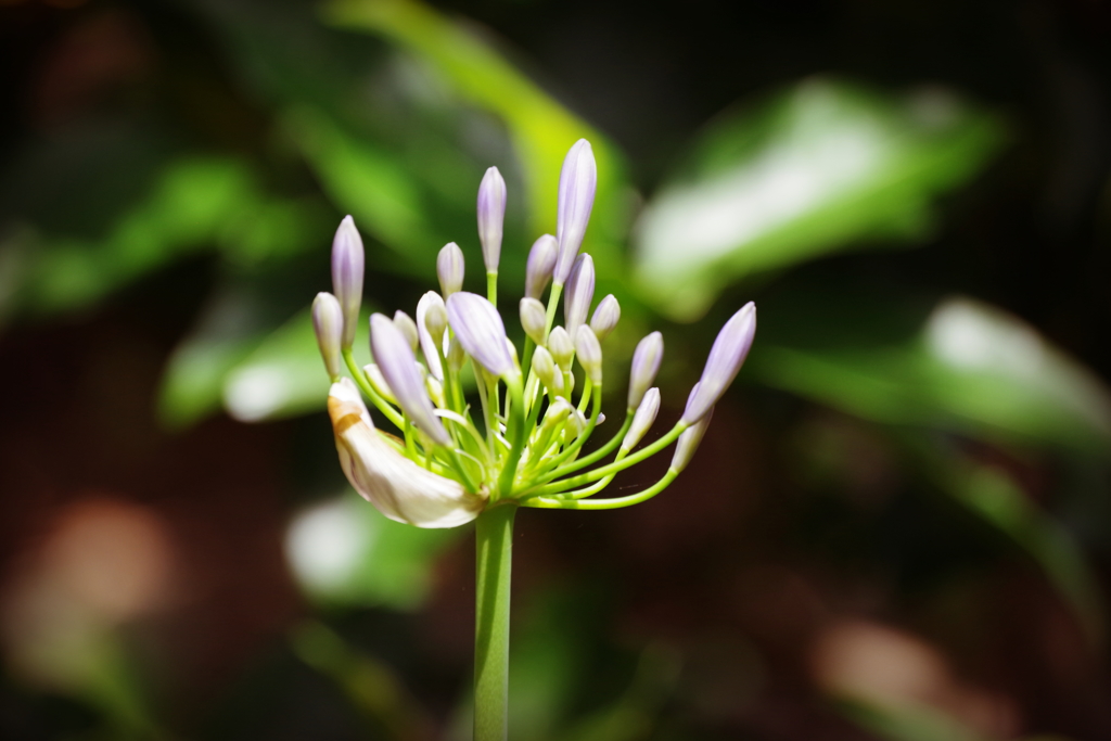 アガパンサス　 (1)