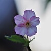桜咲く (1)