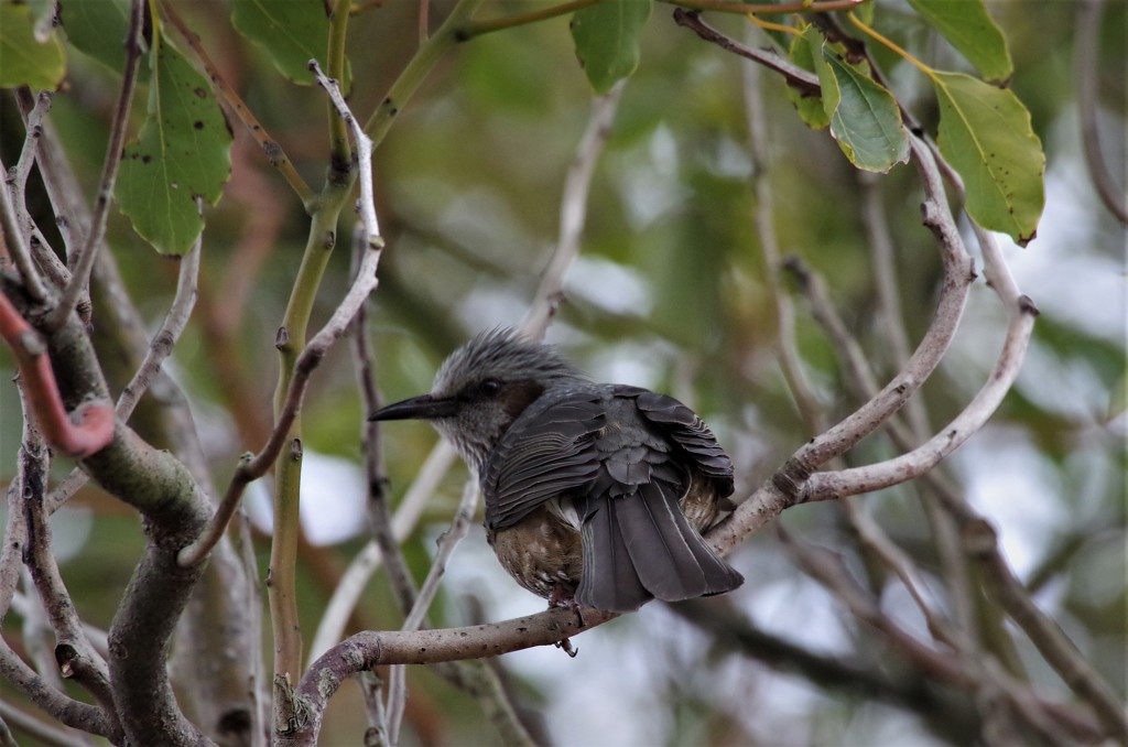 昨日のヒヨドリ