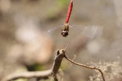 昨日のトンボ (2)