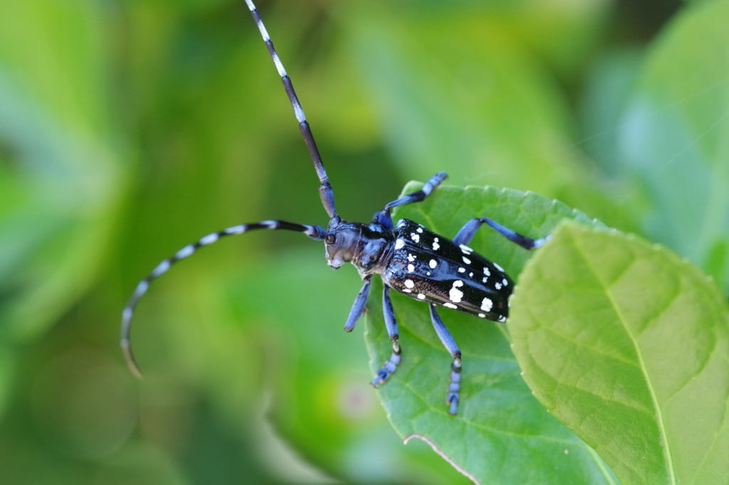 ゴマダラカミキリ