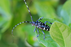 ゴマダラカミキリ