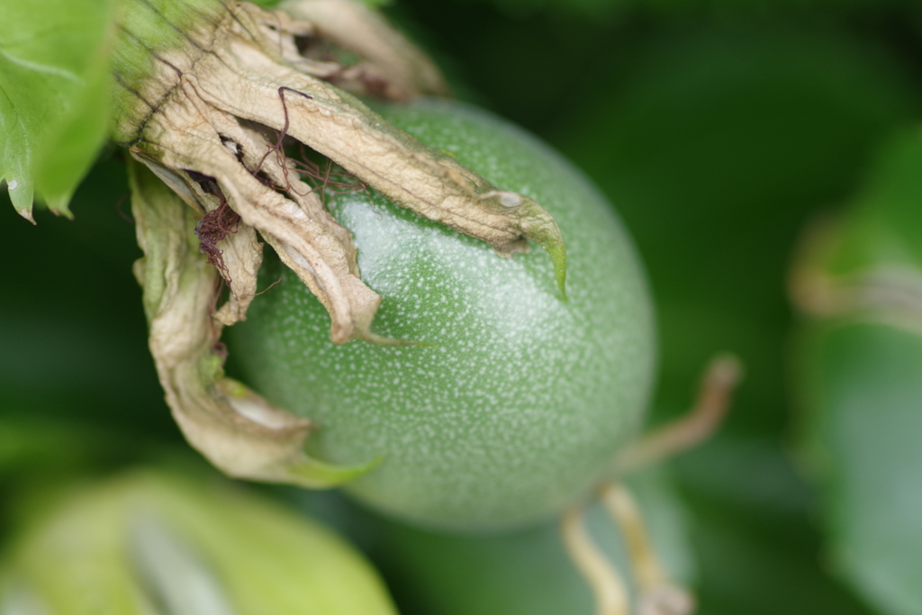 パッションの実