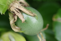 パッションの実