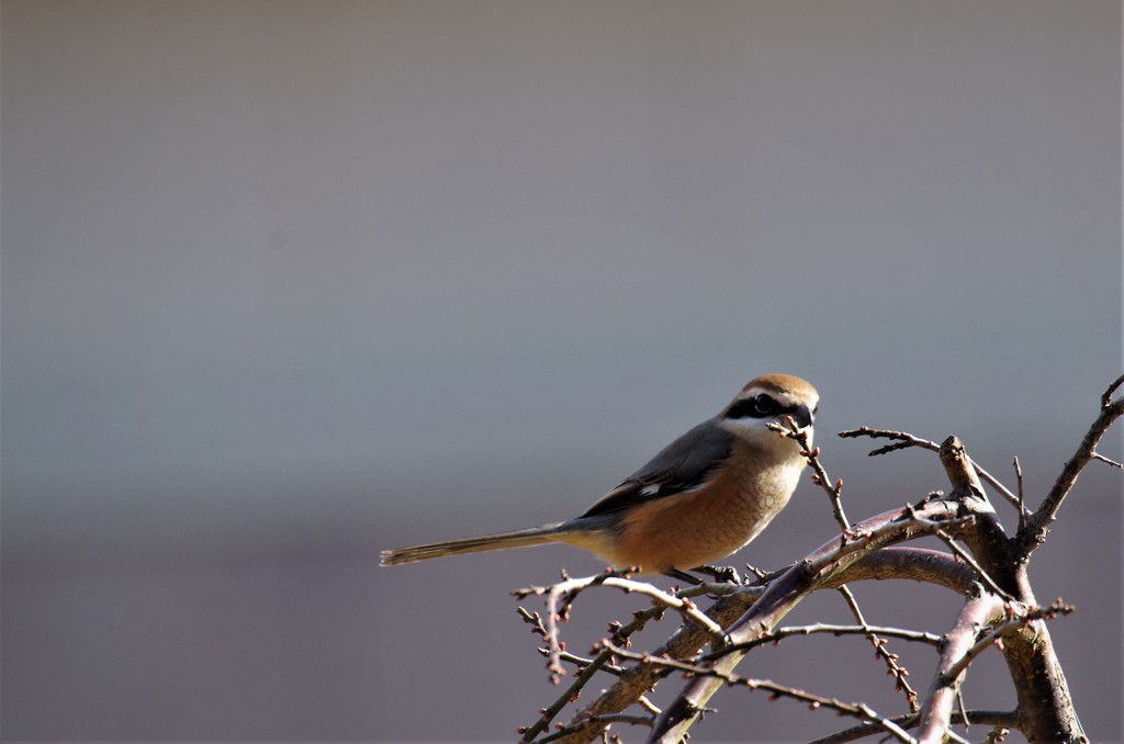 一昨日のモズ (1)