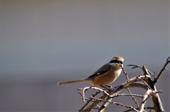 一昨日のモズ (1)