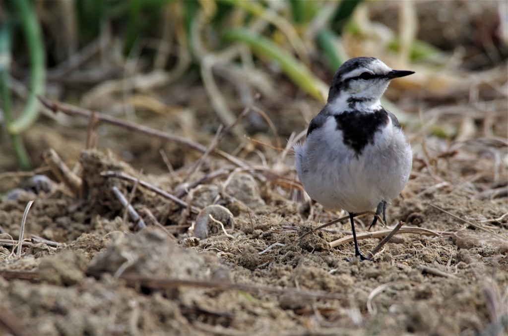 昨日のセキレイ (3)