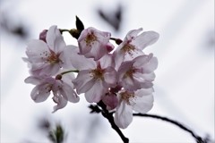 春の香り (1)