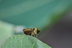 昨日のセセリ (1)