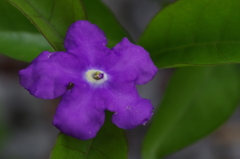 家で咲きました