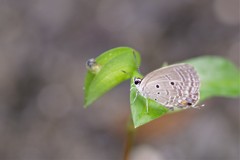 小雨の中のシジミチョウ
