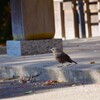 今日の野鳥