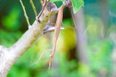 カマキリちゃん (1)
