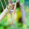 カマキリちゃん (1)