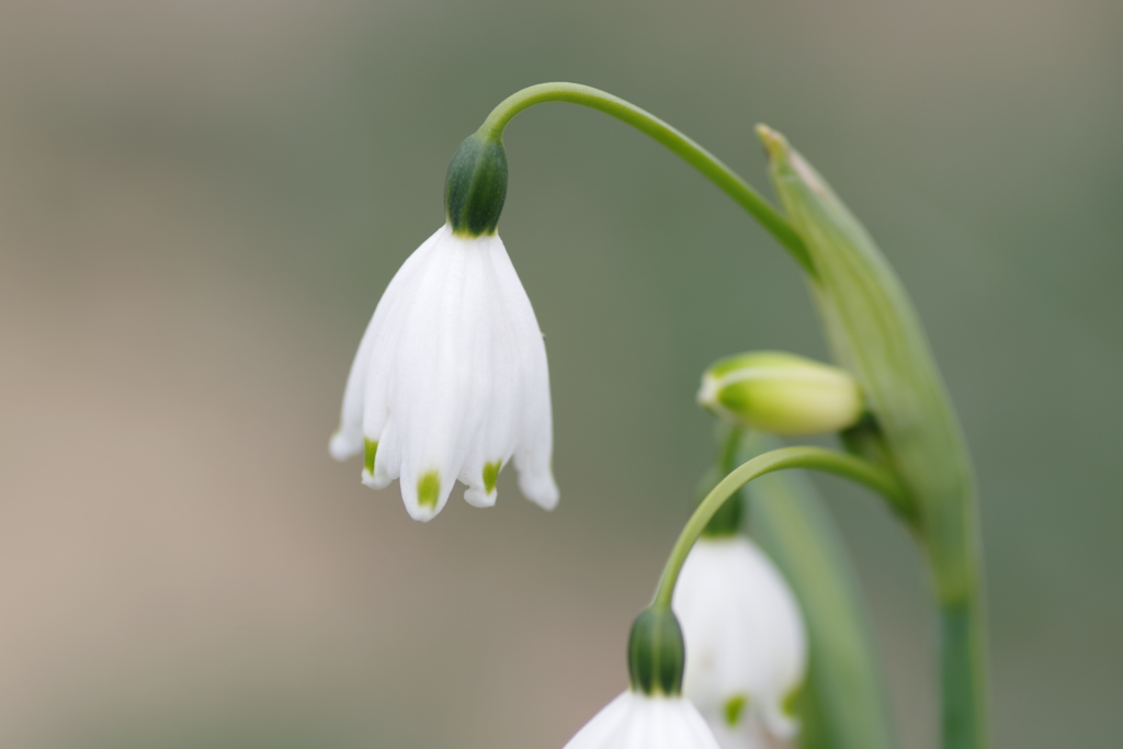 スノーフレーク