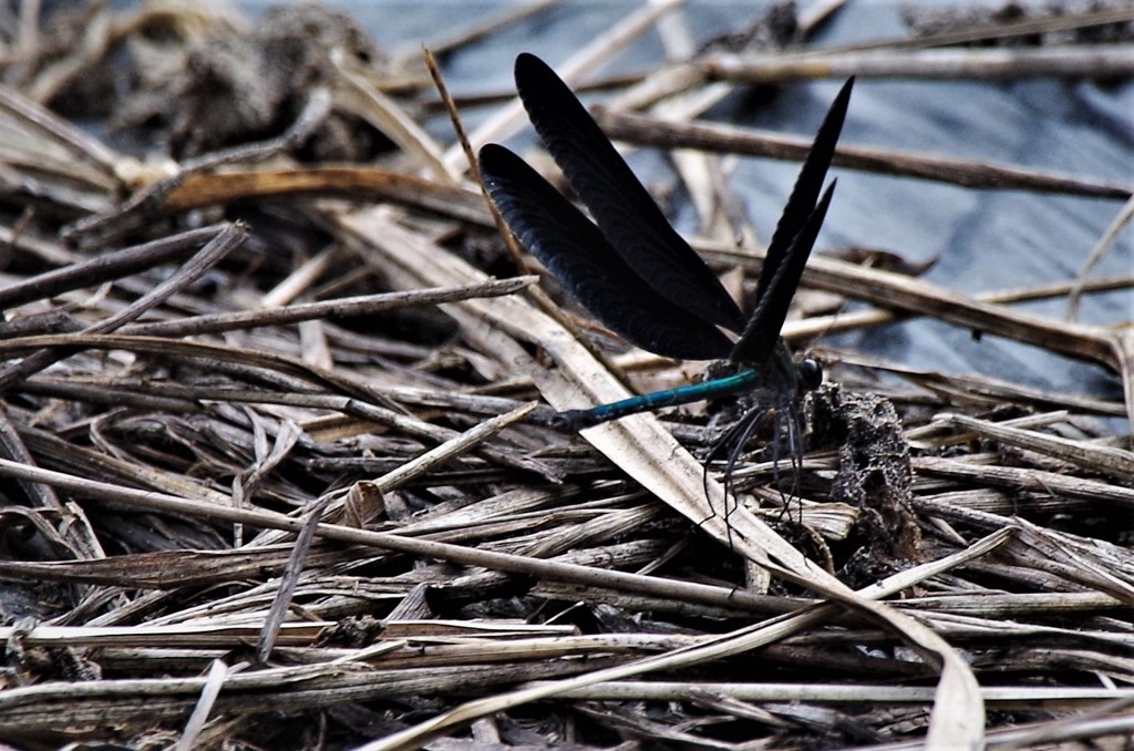 今日のトンボ (2)